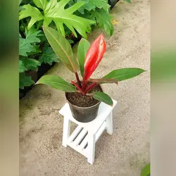 گل و گیاه آپارتمانی فیلودندرون پرتقالی (پرتغالی) بسیار جذاب و مقاوم