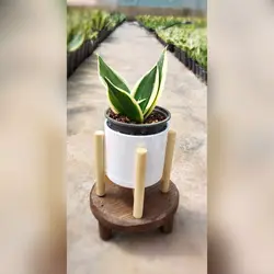 گیاه سانسوریا بلک گلد به همراه گلدان پلیمری نشکن و زیر گلدانی