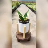 گیاه سانسوریا بلک گلد به همراه گلدان پلیمری نشکن و زیر گلدانی