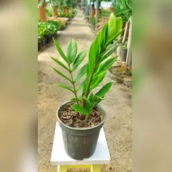 زاموفیلیا سبز گیاه آپارتمانی مقاوم