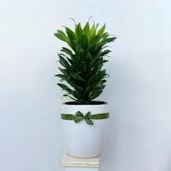 دراسنا کامپکت گیاه آپارتمانی مقاوم همراه گلدان سرامیکی