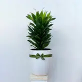 دراسنا کامپکت گیاه آپارتمانی مقاوم همراه گلدان سرامیکی