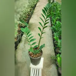 زاموفیلیا سبز گیاه آپارتمانی با ارتفاع حدود 50 سانتی متر