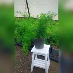 گیاه آپارتمانی مارچوبه زینتی (شویدی)