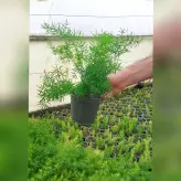 گیاه آپارتمانی مارچوبه زینتی (شویدی)
