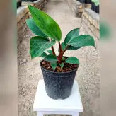 گیاه فیلودندرون بلک با کیفیت و ریشه پر