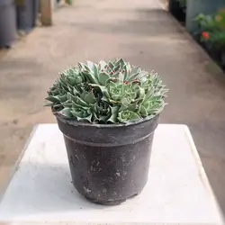 کاکتوس سنپریوم زیبا و مقاوم