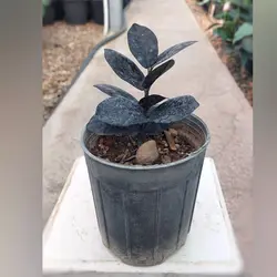 زاموفیلیا بلک نشایی با کیفیت