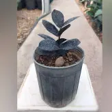 زاموفیلیا بلک نشایی با کیفیت