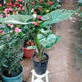 بابا آدم ( آلوکازیا ) تنه قرمز گیاه آپارتمانی