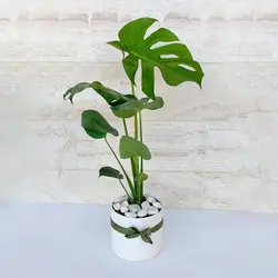 مونسترا برگ انجیری گیاه آپارتمانی مقاوم و زیبا همراه گلدان سرامیکی