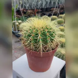 گیاه آپارتمانی کاکتوس اچینو تیغ زرد