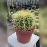 گیاه آپارتمانی کاکتوس اچینو تیغ زرد