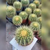 گیاه آپارتمانی کاکتوس اچینو تیغ زرد