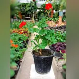 گیاه شمعدانی هلندی پر گل