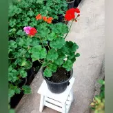 گیاه شمعدانی هلندی پر گل