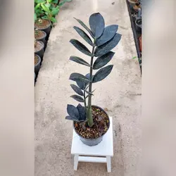 زاموفیلیا سوپر بلک گیاه آپارتمانی با ارتفاع حدود 30 سانتی متر