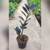 زاموفیلیا سوپر بلک گیاه آپارتمانی با ارتفاع حدود 30 سانتی متر