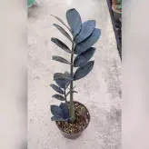 زاموفیلیا سوپر بلک گیاه آپارتمانی با ارتفاع حدود 30 سانتی متر