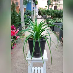گیاه آناناسی گیاهی مقاوم با نگهداری آسان