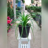 گیاه آناناسی گیاهی مقاوم با نگهداری آسان