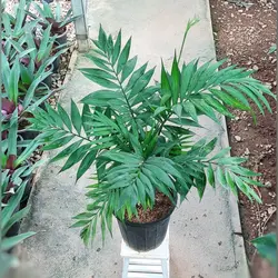 گیاه شامادورا پر غلاف باکیفیت و پر برگ با ارتفاع 65 سانتی متر