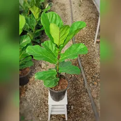 گل و گیاه آپارتمانی فیکوس لیراتا برگ پهن با ارتفاع حدود 60 سانتی متر