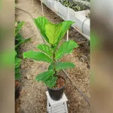 گل و گیاه آپارتمانی فیکوس لیراتا برگ پهن با ارتفاع حدود 60 سانتی متر