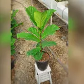 گل و گیاه آپارتمانی فیکوس لیراتا برگ پهن با ارتفاع حدود 60 سانتی متر
