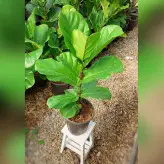 گل و گیاه آپارتمانی فیکوس لیراتا برگ پهن با ارتفاع حدود 60 سانتی متر