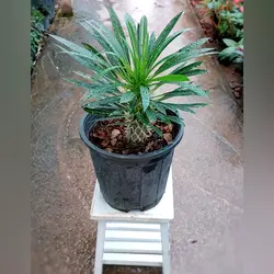 گیاه نخل ماداگاسکار گیاه آپارتمانی بسیار مقاوم با ارتفاع حدود 30 سانتی متر