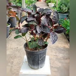 گیاه پیله آ بلک مناسب برای ساخت تراریوم