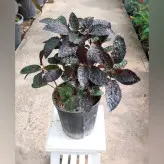 گیاه پیله آ بلک مناسب برای ساخت تراریوم