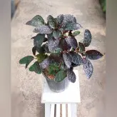 گیاه پیله آ بلک مناسب برای ساخت تراریوم