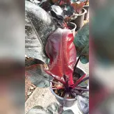 گل و گیاه آپارتمانی فیلودندرون بلک سایز بزرگ با کیفیت درجه یک