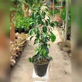 گیاه آپارتمانی بنجامین سبز با ارتفاع 60 سانتی متر