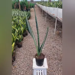 سانسوریا بنتل خاص و زیبا