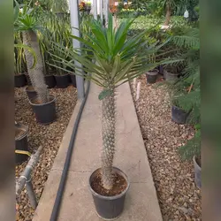 گل و گیاه آپارتمانی نخل ماداگاسکار بزرگ با ارتفاع حدود 110 سانتی متر