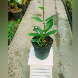 گیاه هویا کارنوزا