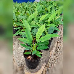 گیاه فیلودندرون کنگره ای نشایی