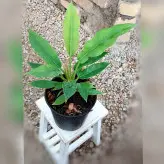 گیاه فیلودندرون کنگره ای نشایی