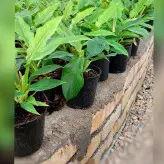 گیاه فیلودندرون کنگره ای نشایی