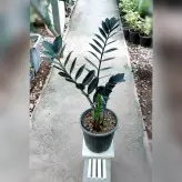 زاموفیلیا بلک گیاه آپارتمانی مقاوم بی دردسر و بسیار زیبا