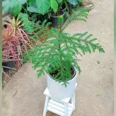 گیاه کاج مطبق با گلدان سرامیکی