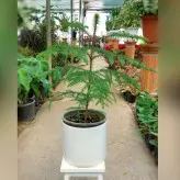 گیاه کاج مطبق با گلدان سرامیکی