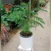 گیاه کاج مطبق با گلدان سرامیکی