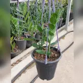 گل و گیاه آپارتمانی زاموفیلیا سبز چند علاف با ارتفاع حدود 35 سانتی متر