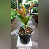 فیکوس ببری گیاه جدید و خاص سایز کوچک