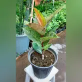 فیکوس ببری گیاه جدید و خاص سایز کوچک