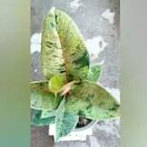فیکوس ببری گیاه جدید و خاص سایز کوچک
